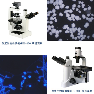 倒置生物顯微鏡，使顯微觀(guān)察效率更高，更自由舒適