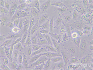 明慧MHIL150 倒置顯微鏡和MHD1200顯微鏡攝像頭應(yīng)用于觀察活體細(xì)胞 明慧倒置顯微鏡和顯微鏡攝像頭助力南方醫(yī)科大學(xué) 明慧MHIL150 倒置顯微鏡和MHD1200顯微鏡攝像頭應(yīng)用于觀察活體細(xì)胞 明慧倒置顯微鏡和顯微鏡攝像頭助力南方醫(yī)科大學(xué)