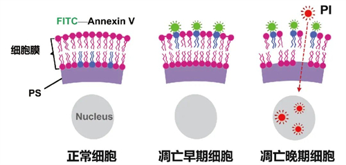 Annexin V/PI檢測原理（圖源于網(wǎng)絡，侵刪）
