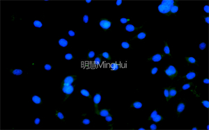明慧倒置熒光顯微鏡 MHIF2000 + MHS900應(yīng)用于活細(xì)胞多色熒光成像