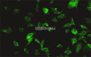 明慧倒置熒光顯微鏡 MHIF2000 + MHS900應(yīng)用于活細(xì)胞多色熒光成像