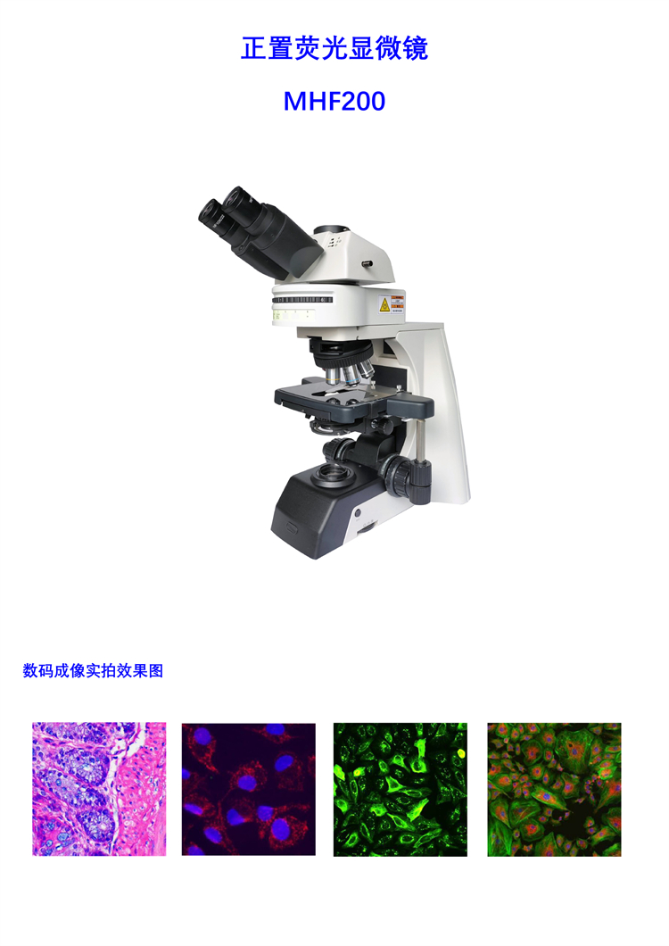 正置熒光顯微鏡 正置和倒置熒光顯微鏡 正置熒光顯微鏡的用途 正置熒光顯微鏡原理 正置熒光顯微鏡的應(yīng)用領(lǐng)域 國(guó)產(chǎn)正置熒光顯微鏡生產(chǎn)
