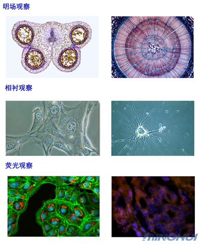 倒置顯微鏡觀察細胞實拍圖