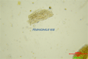 解決方案：數(shù)碼偏光顯微鏡MHL2800在廣州某制藥企業(yè)藥物研究的應(yīng)用-藥材實拍圖片明場觀察