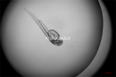 NIB910倒置顯微鏡應(yīng)用于斑馬魚心臟研究-4倍半復消色差物鏡觀察的效果-廣州市明慧科技有限公司