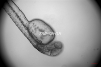 NIB910倒置顯微鏡應(yīng)用于斑馬魚心臟研究-10倍半復消色差物鏡觀察的效果-廣州市明慧科技有限公司